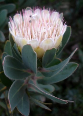 Protea subvestita old flowerhead